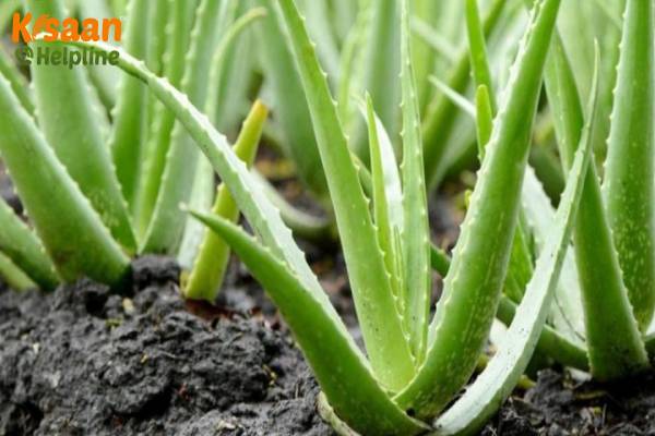 Aloe vera (एलोवेरा)